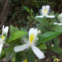 Capparis brevispina DC.